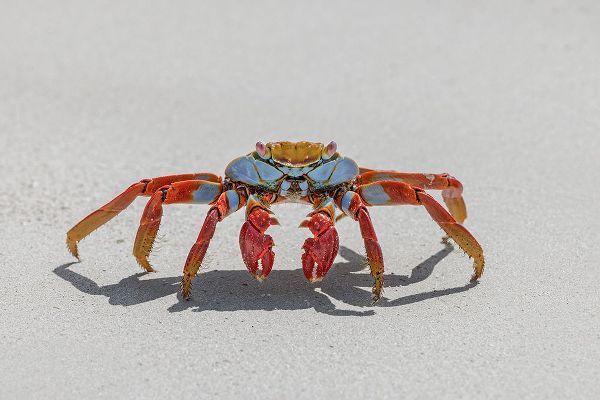 Jones, Adam 아티스트의 Sally lightfoot crab on white sandy beach San Cristobal Island-Galapagos Islands-Ecuador작품입니다.